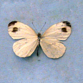 Psyche Leptosia nina